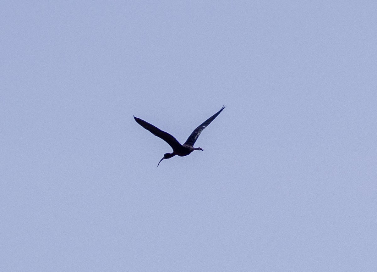 Glossy Ibis - Greg Harrington