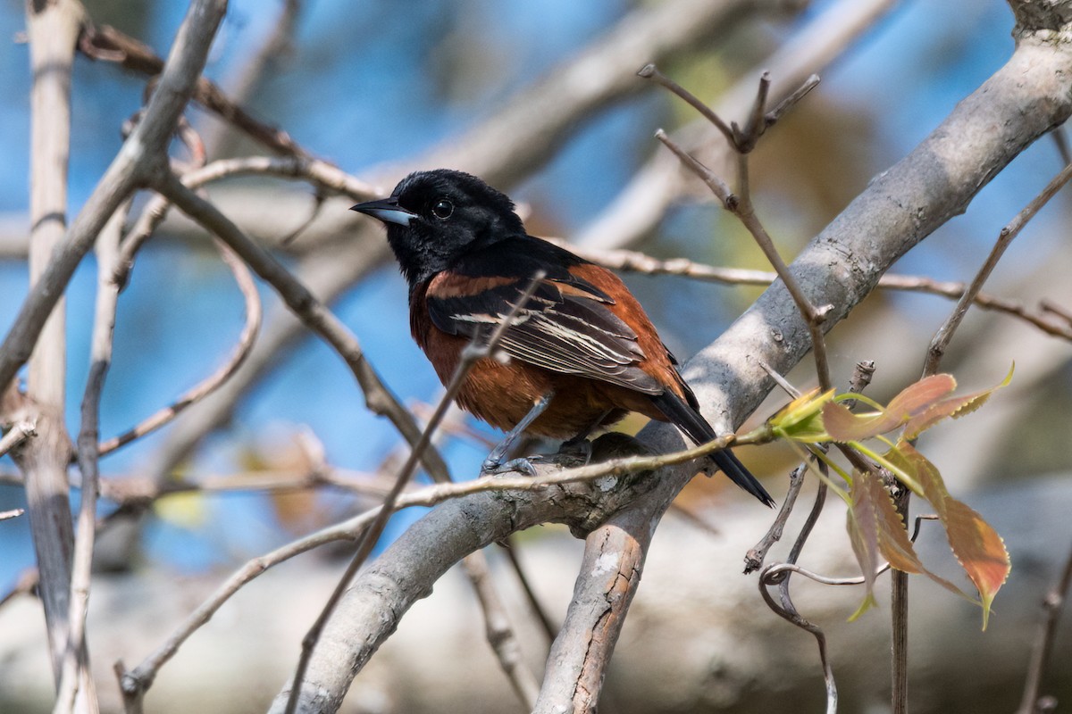 Orchard Oriole - ML619626916