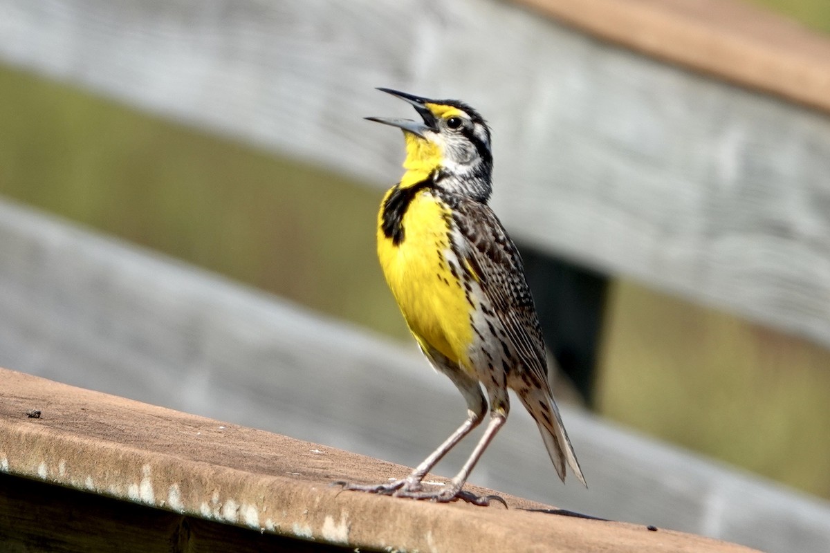 Eastern Meadowlark - ML619626924