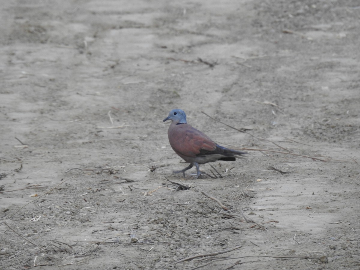 Red Collared-Dove - Prabhudatta Bal