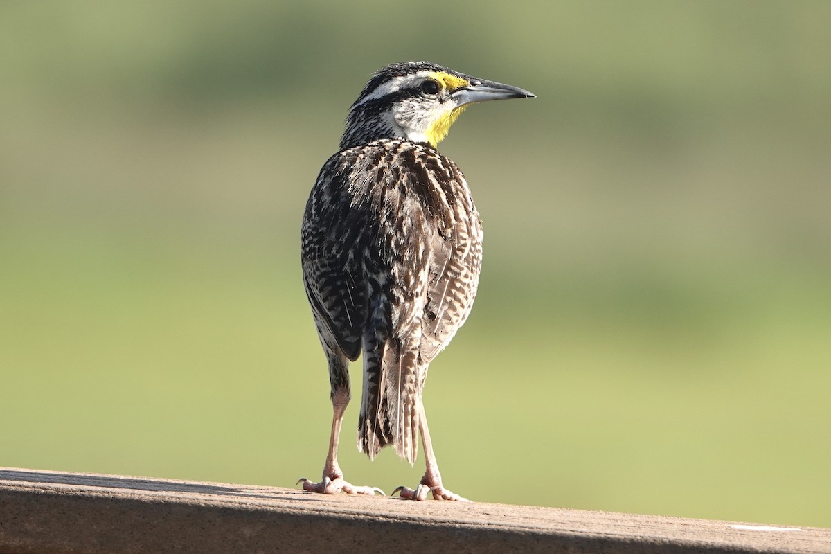 Eastern Meadowlark - ML619626928