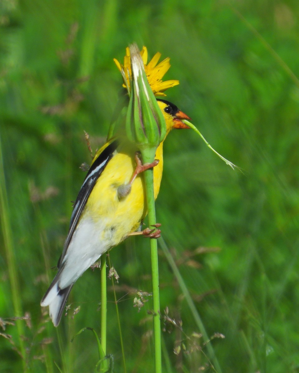 American Goldfinch - ML619626932