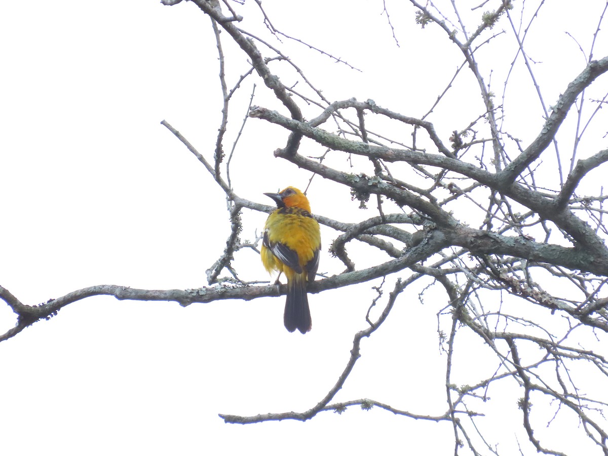 Streak-backed Oriole - Andrés López Rodríguez