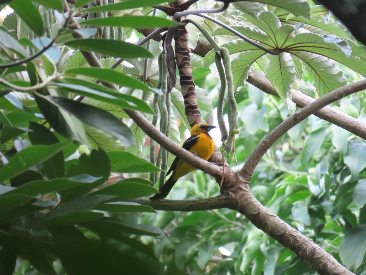 Streak-backed Oriole - Andrés López Rodríguez