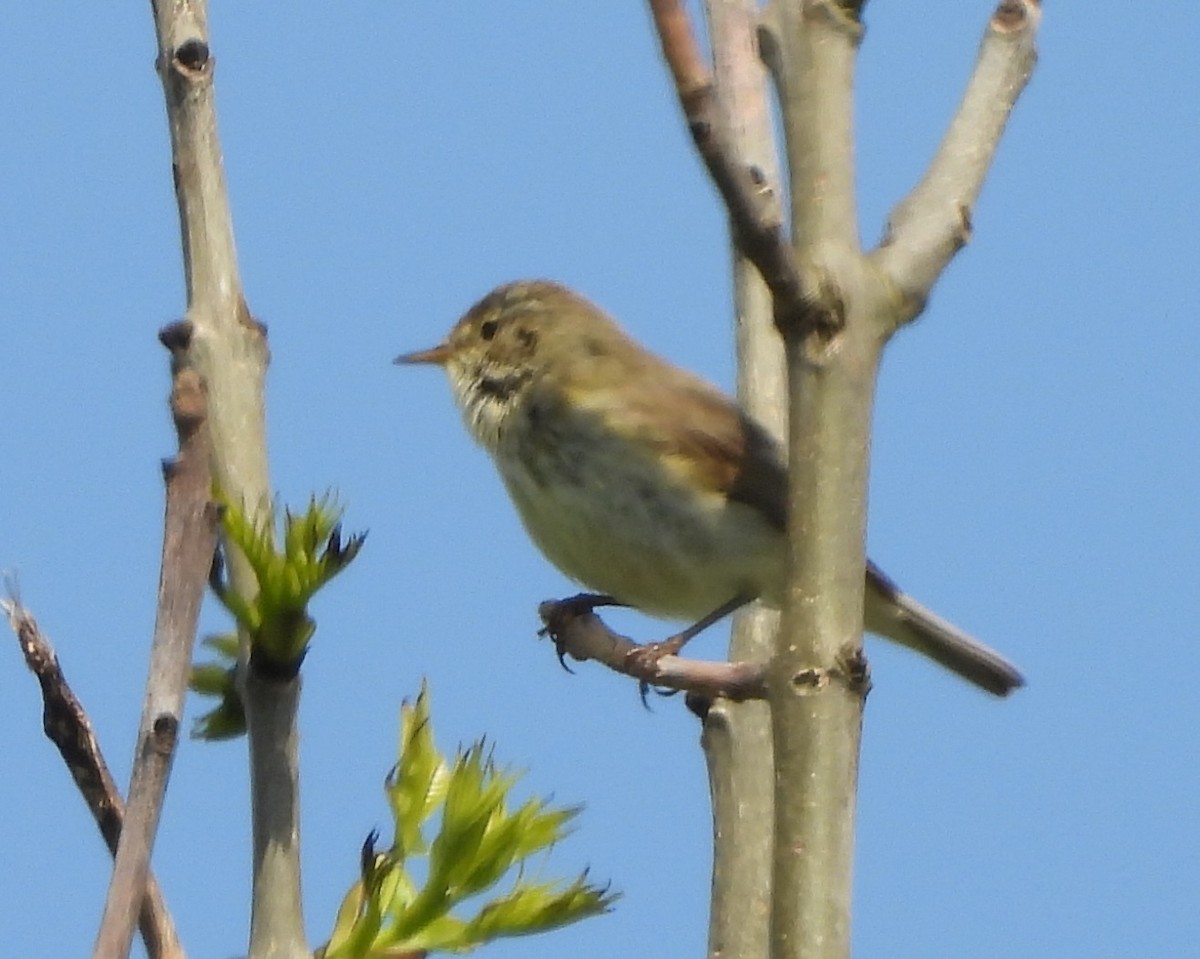 Common Chiffchaff - Gerald Moore