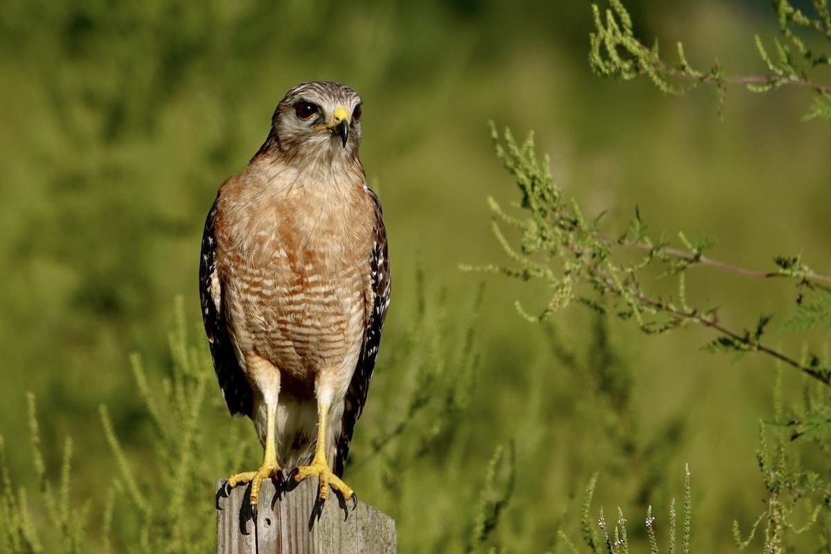 Red-shouldered Hawk - Alena Capek