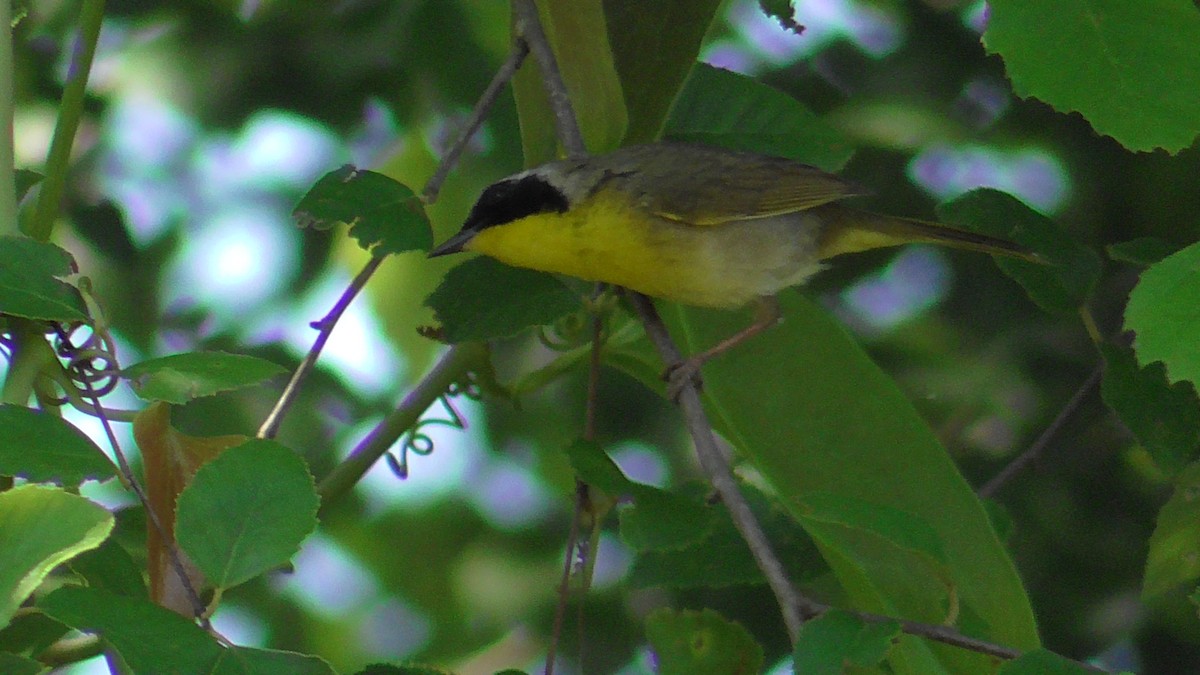 Common Yellowthroat - ML619626952