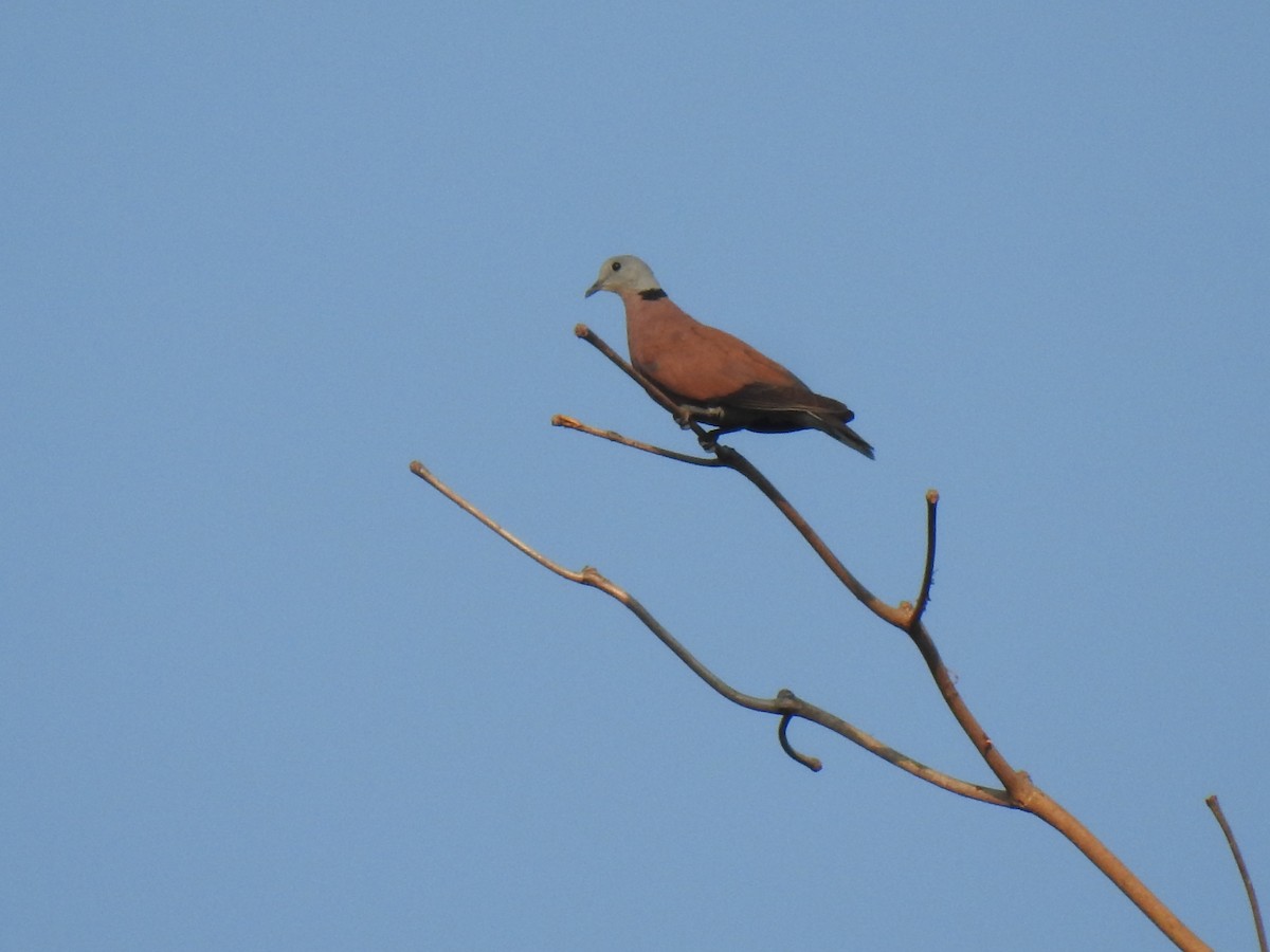 Red Collared-Dove - Prabhudatta Bal