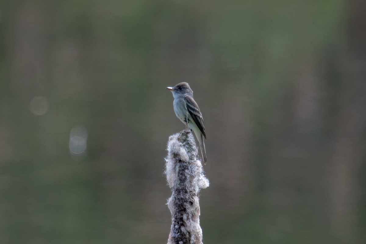 Willow Flycatcher - Eric Seyferth