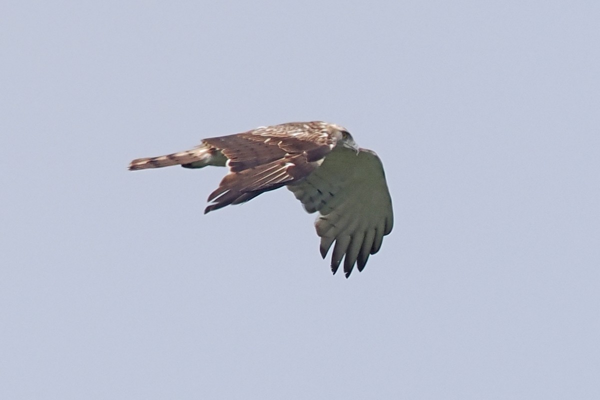 Short-toed Snake-Eagle - Donna Pomeroy