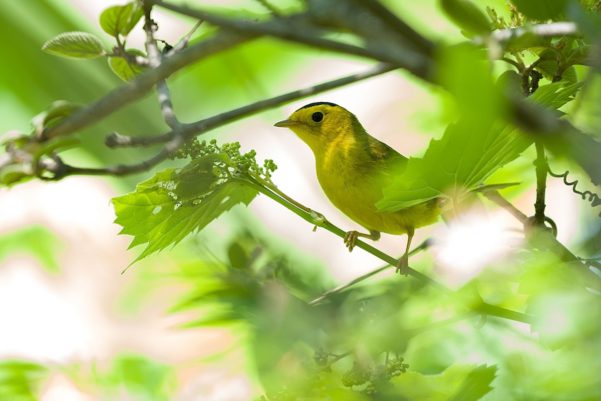 Wilson's Warbler - Lucie Laudrin