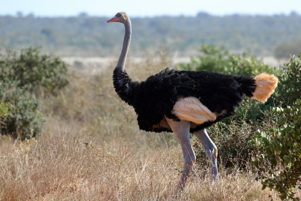 Somali Ostrich - Zbigniew Swiacki