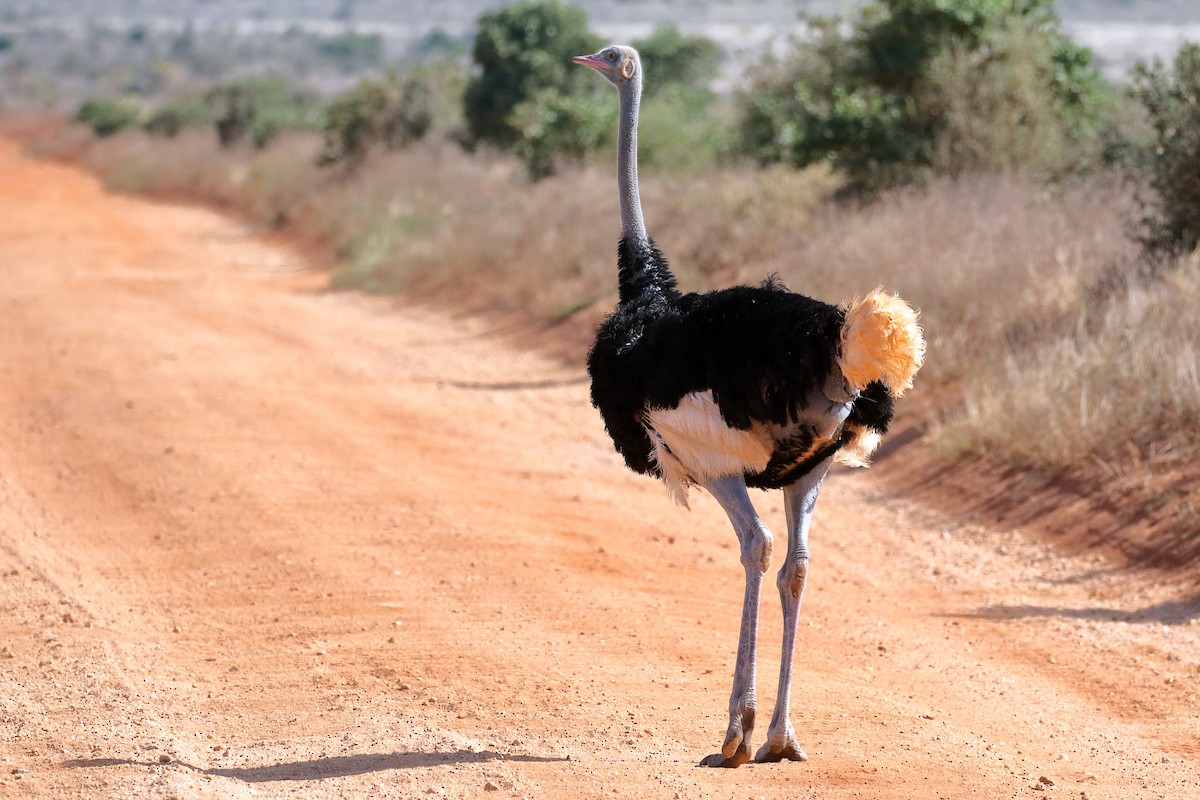 Somali Ostrich - Zbigniew Swiacki