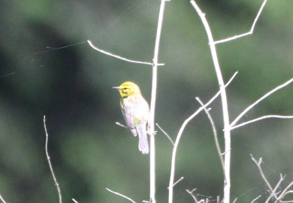 Prairie Warbler - MA 2