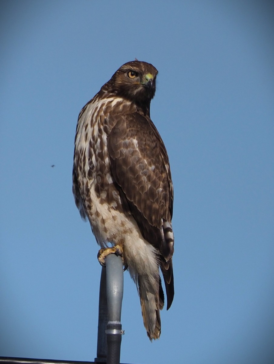 Red-tailed Hawk - Dick Cartwright