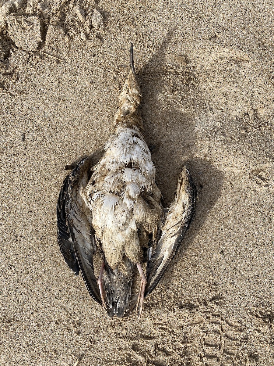 Gabai handia - ML619626994