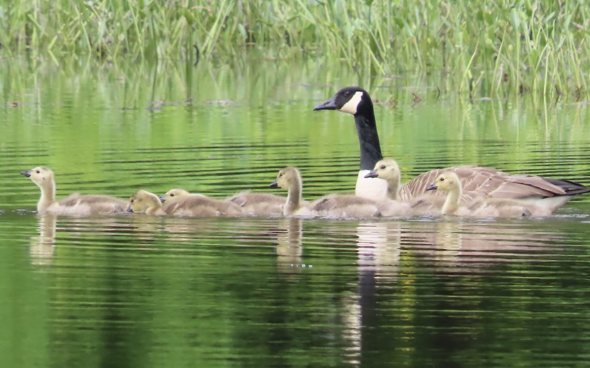 Canada Goose - Emily Dunning