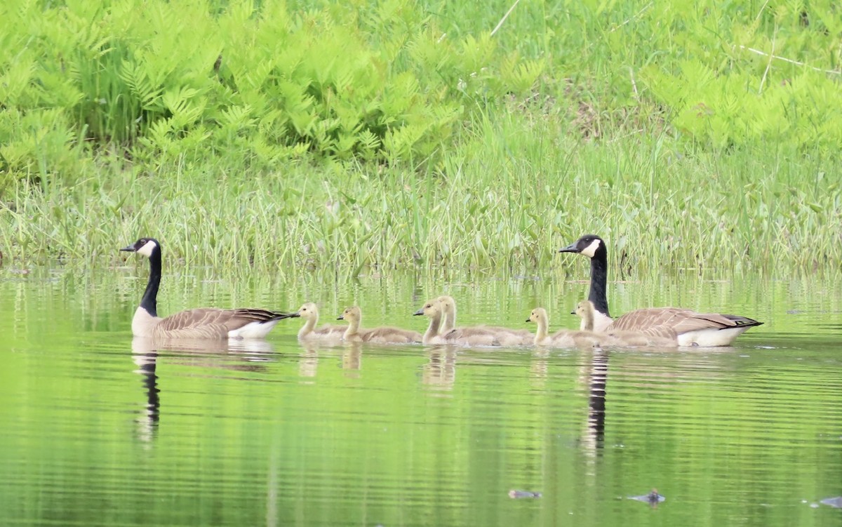 Canada Goose - Emily Dunning