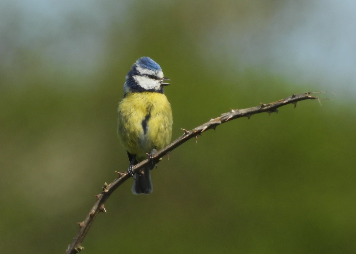 Eurasian Blue Tit - ML619627006