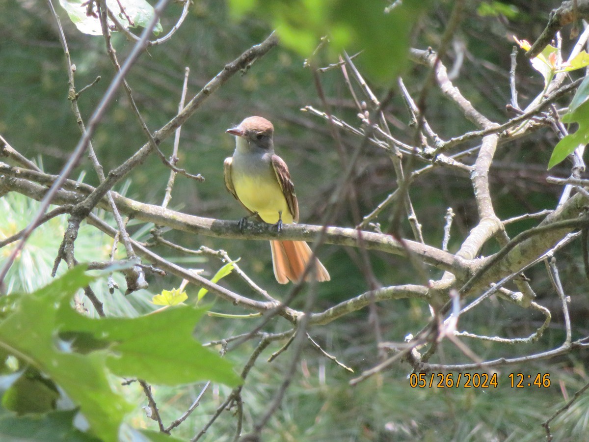 Great Crested Flycatcher - Carina Sa