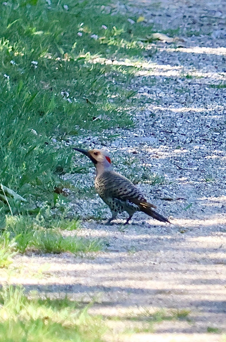 Northern Flicker - Ronald Duemler