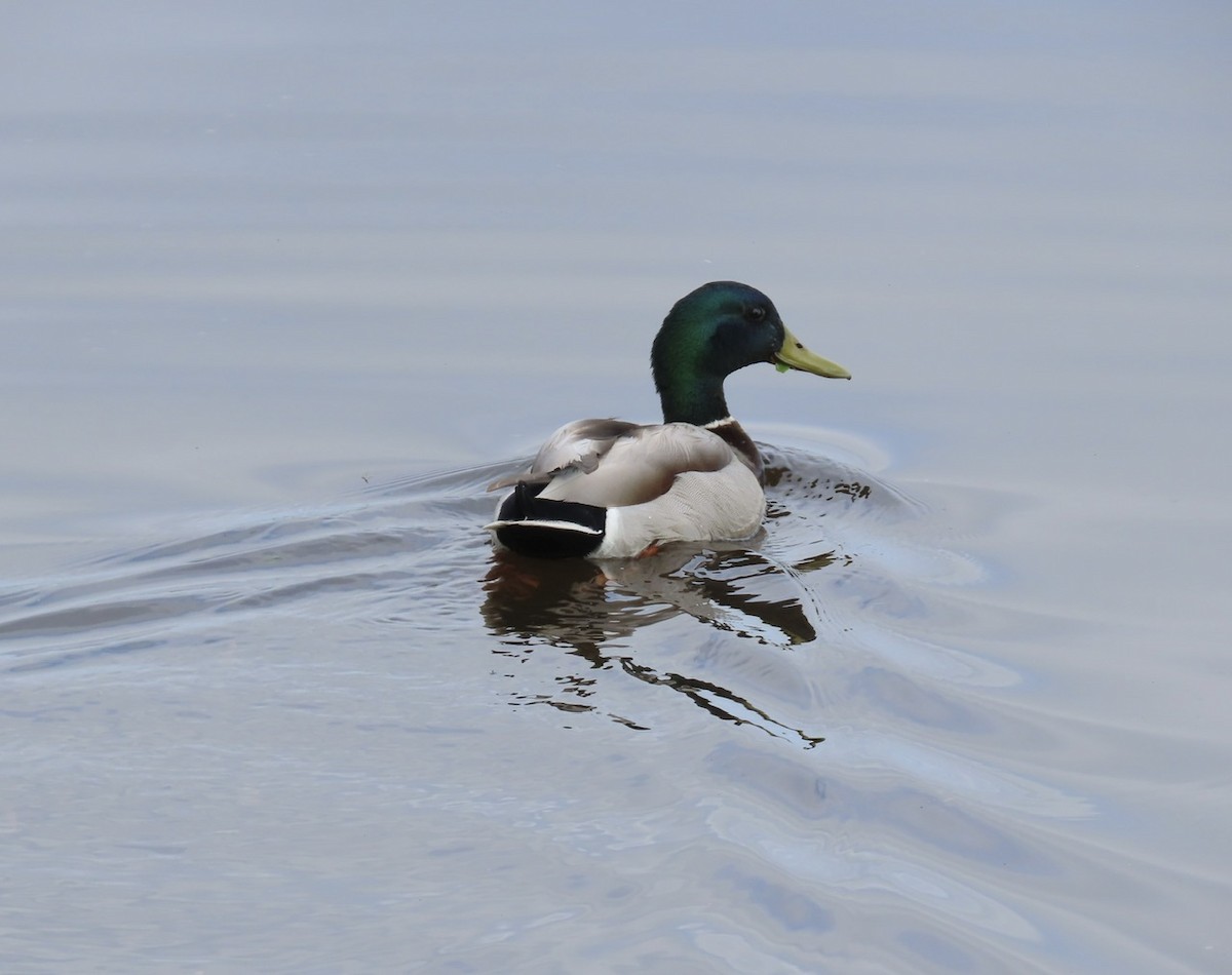 Mallard - Emily Dunning