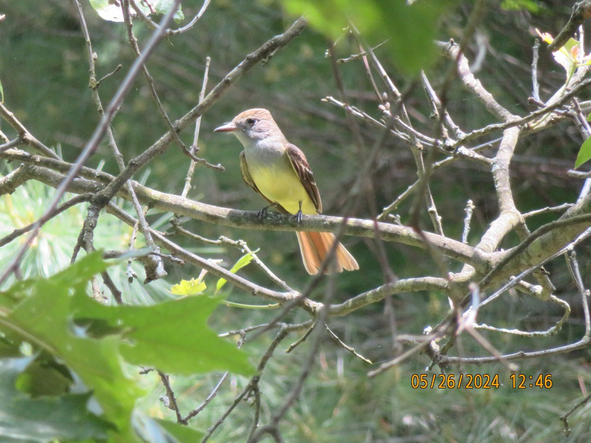 Great Crested Flycatcher - ML619627012