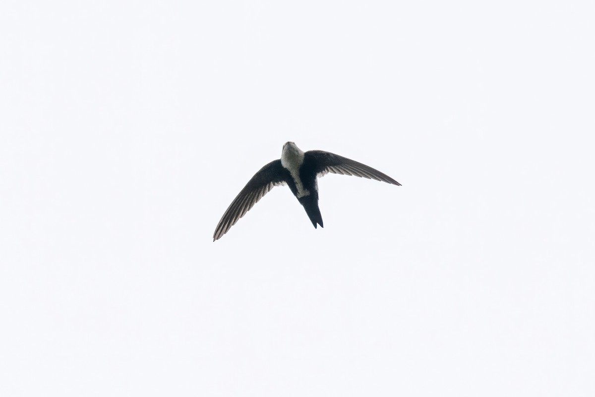 White-throated Swift - ML619627015