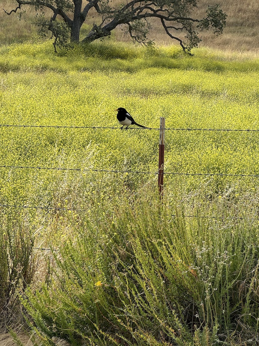 Yellow-billed Magpie - Robert Falconer