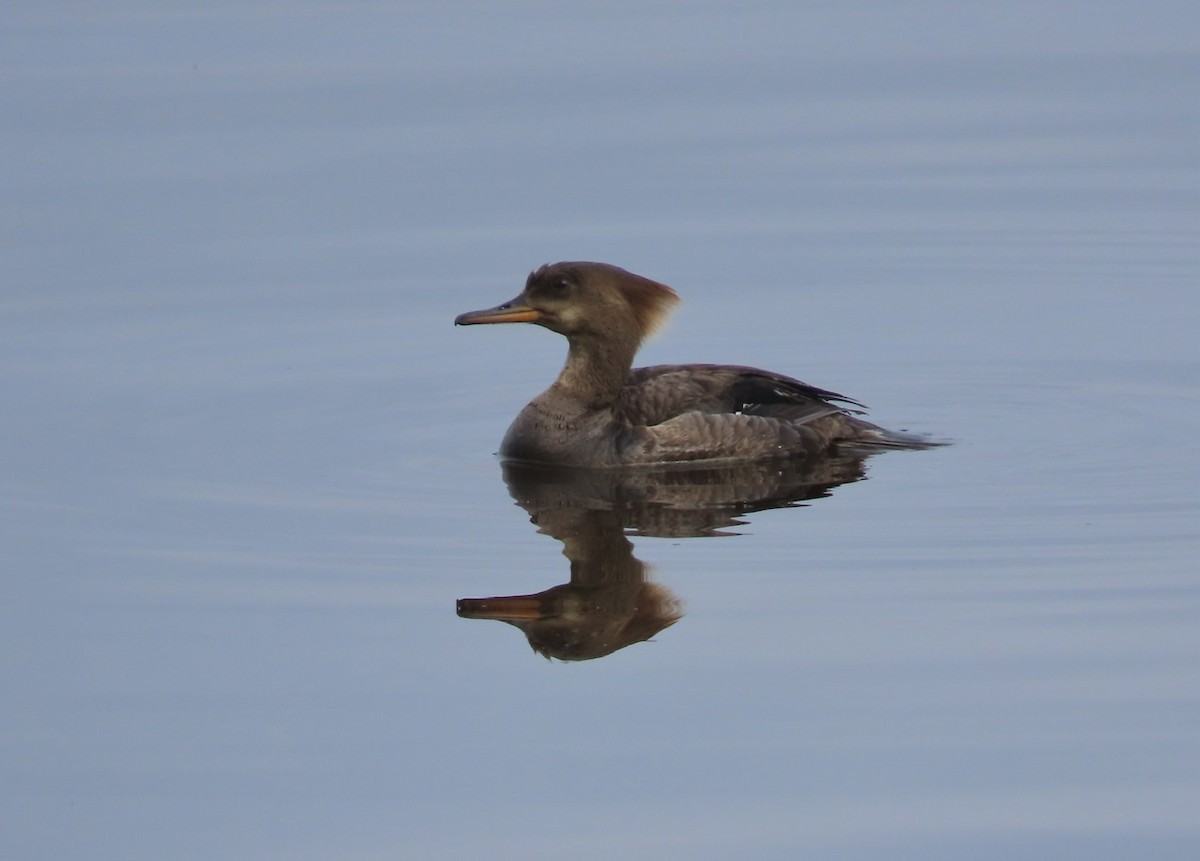 Hooded Merganser - ML619627034