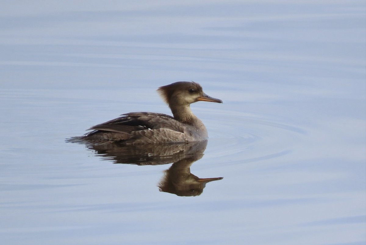 Hooded Merganser - ML619627035