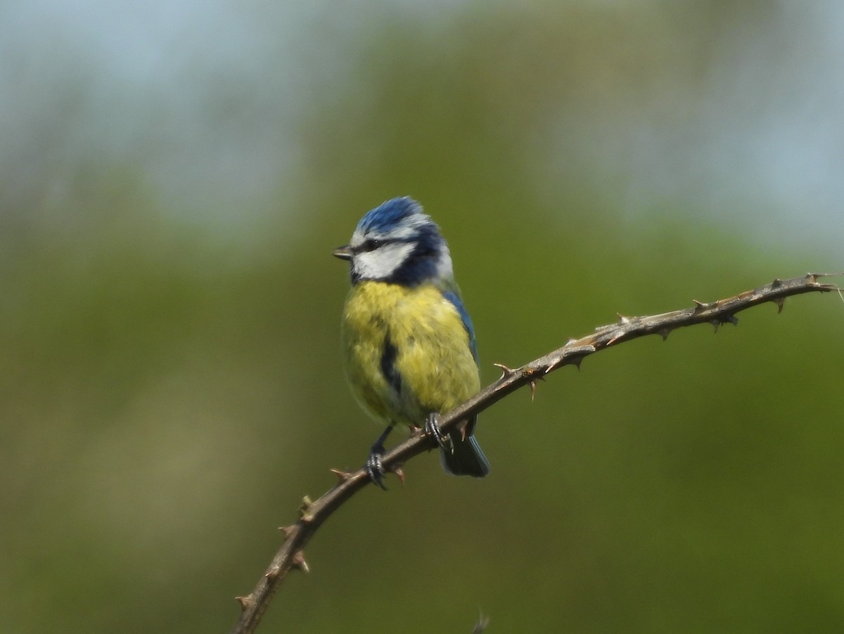 Eurasian Blue Tit - ML619627036