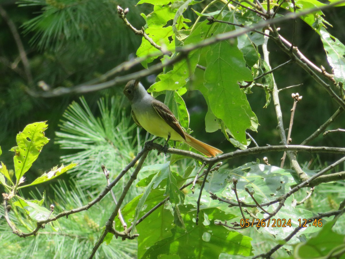 Great Crested Flycatcher - ML619627042