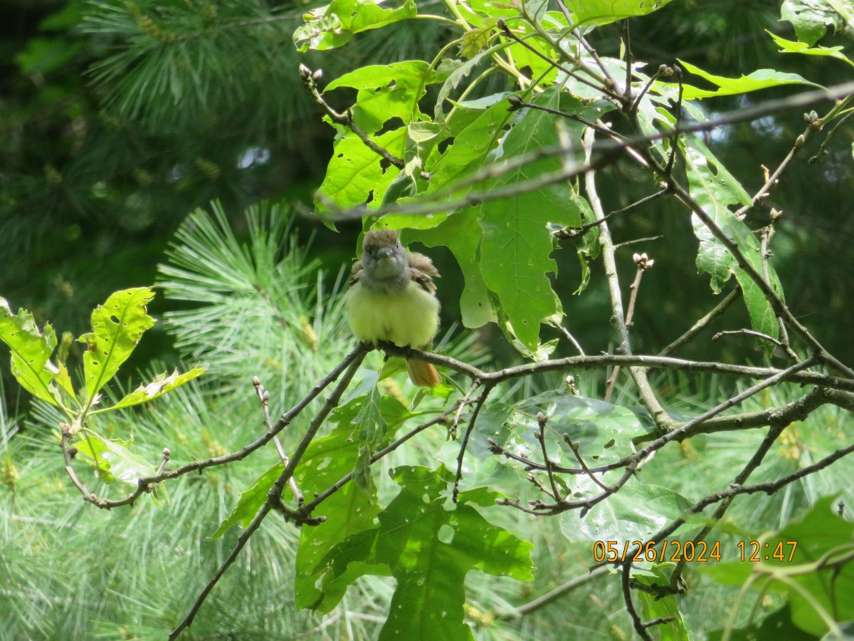 Great Crested Flycatcher - ML619627053