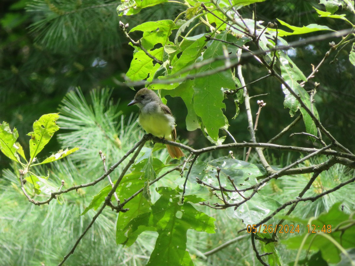 Great Crested Flycatcher - ML619627057