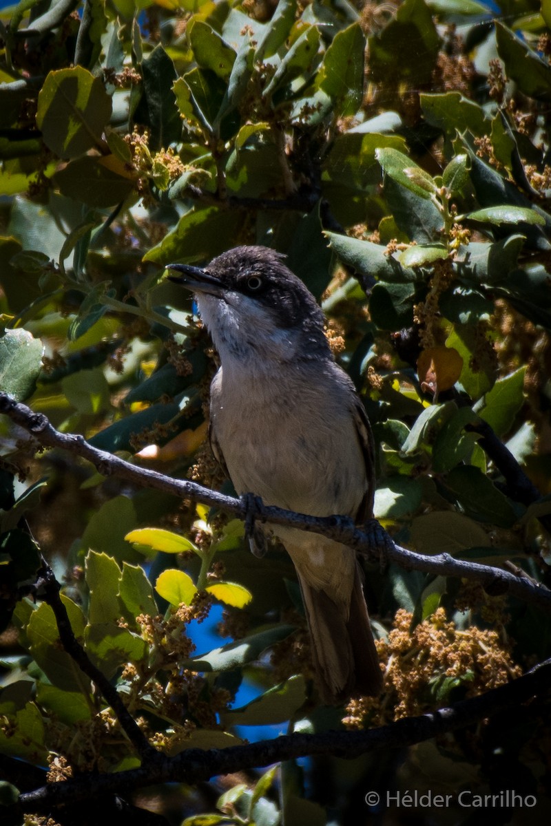 Western Orphean Warbler - ML619627061