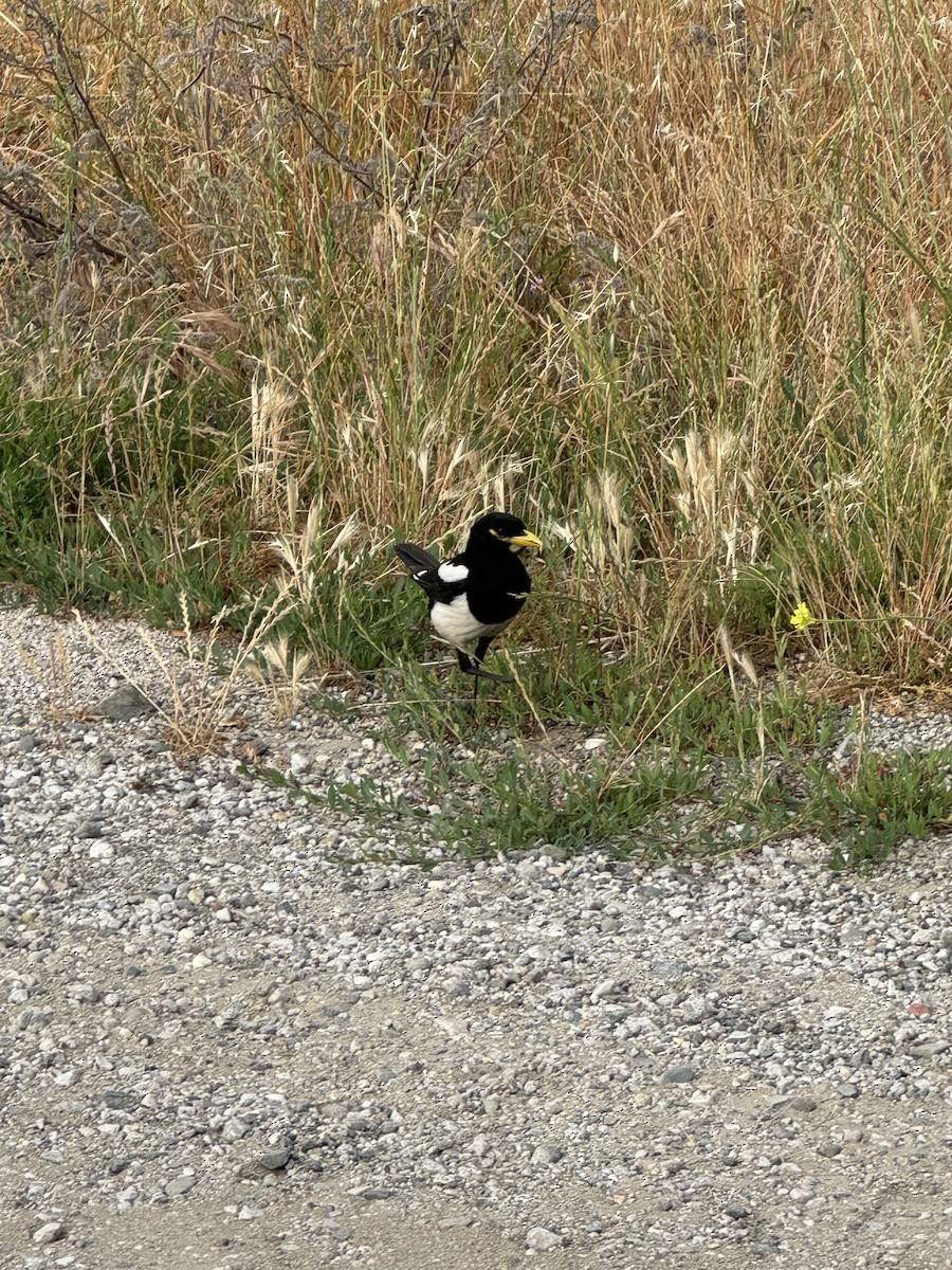 Yellow-billed Magpie - Robert Falconer