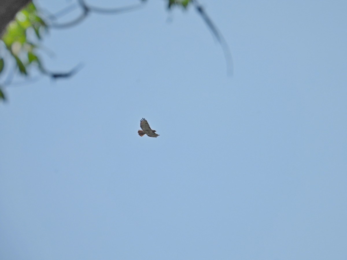 Red-tailed Hawk - ML619627070