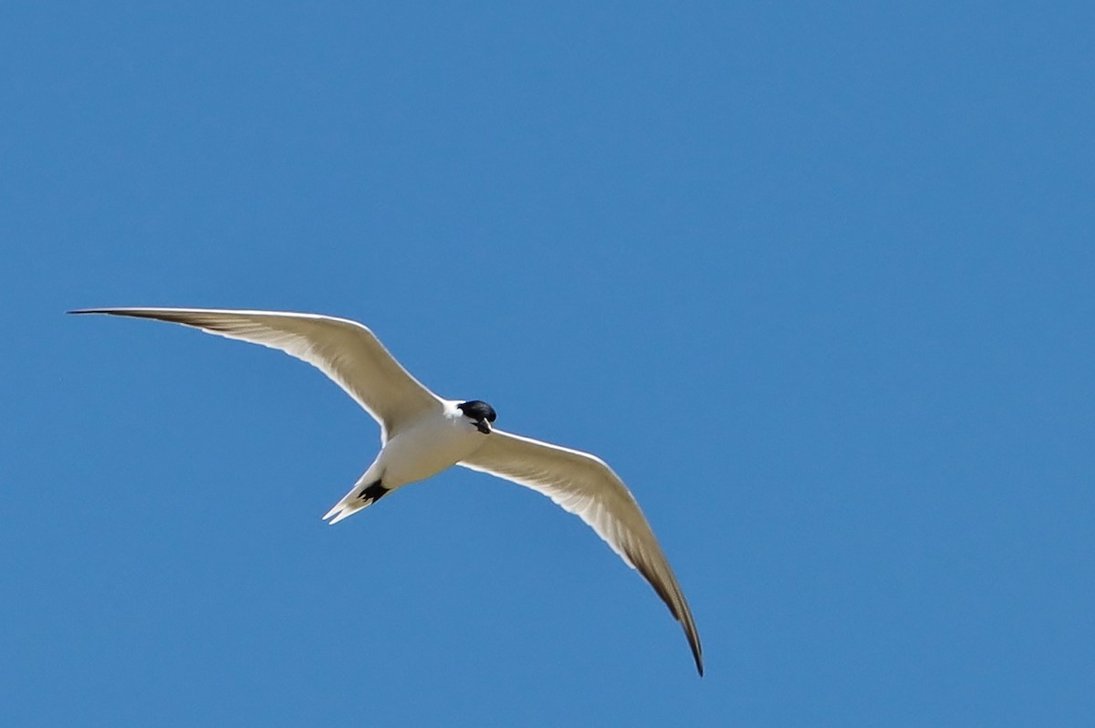 Gull-billed Tern - Volker Lange