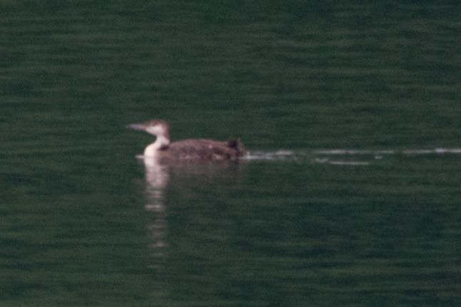 Common Loon - Jeff Katen