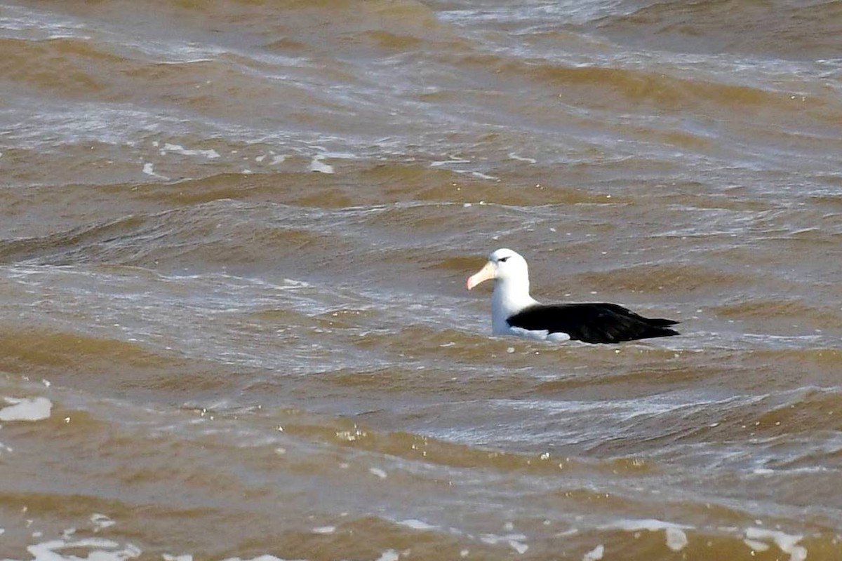 Black-browed Albatross - Marcelo Cuadrado