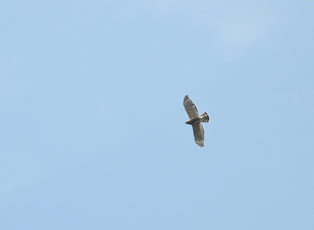 Red-shouldered Hawk - Jason Kline