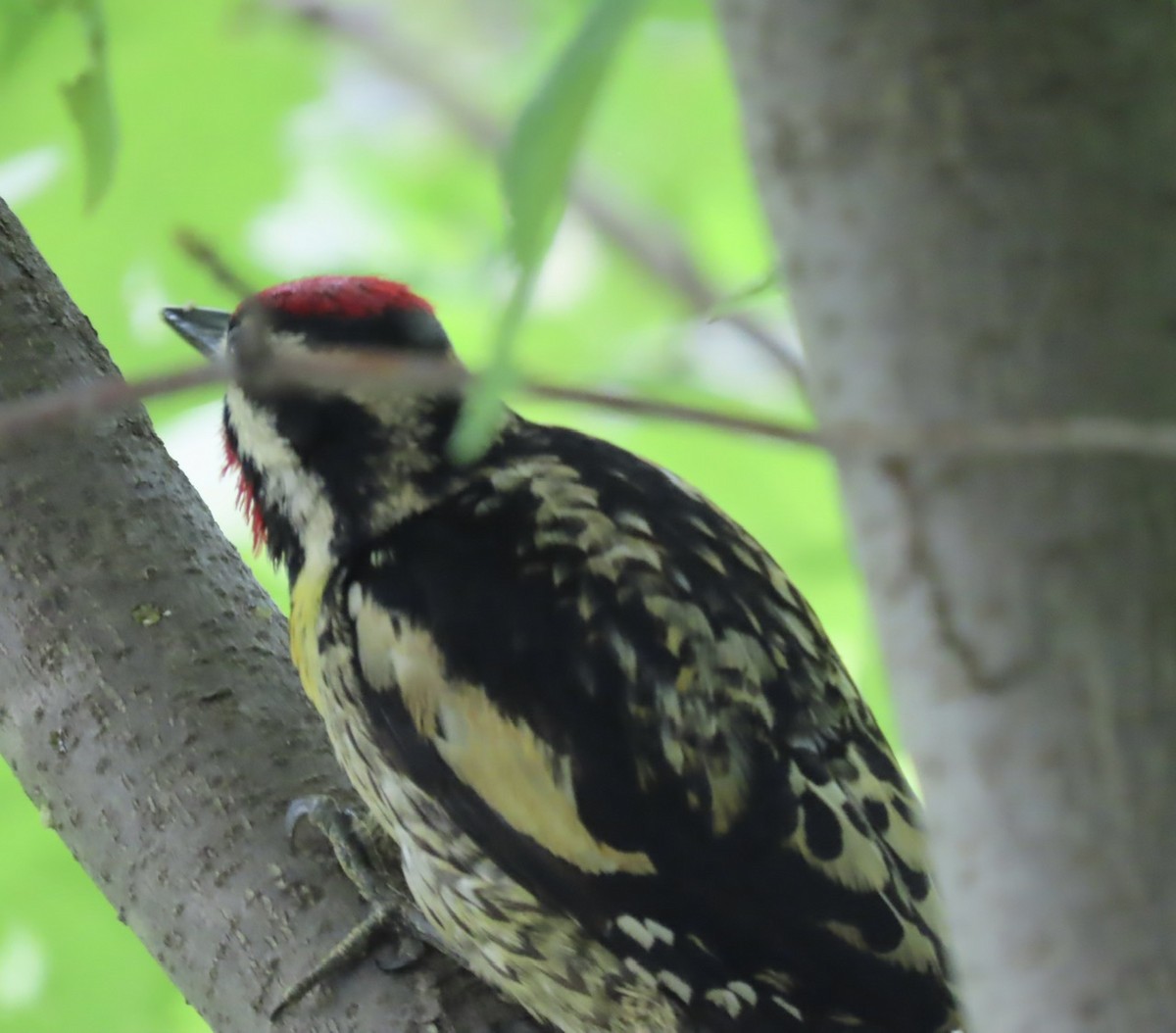 Yellow-bellied Sapsucker - ML619627083