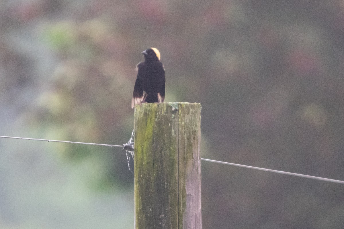 Bobolink - Jeff Katen