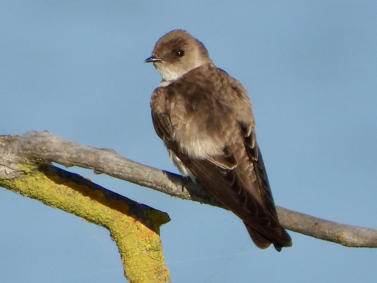 Northern Rough-winged Swallow - George Folsom