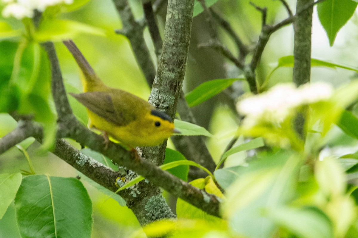 Wilson's Warbler - Nancy Wilcox