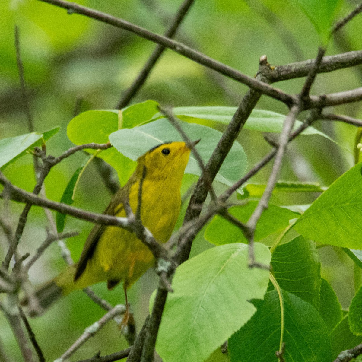 Wilson's Warbler - Nancy Wilcox