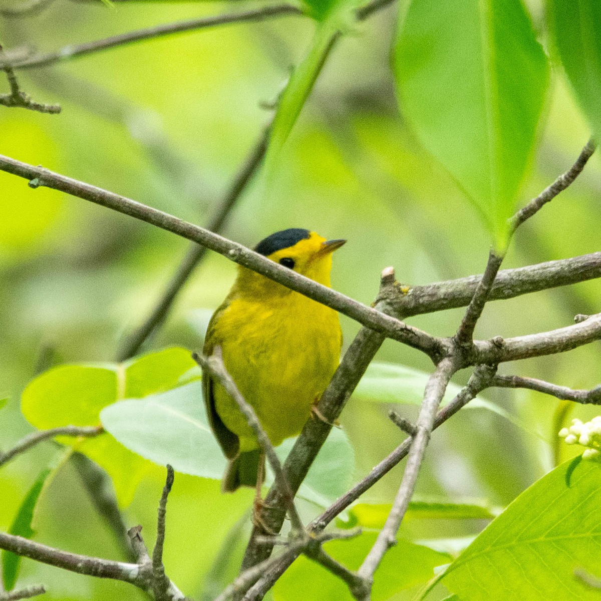 Wilson's Warbler - Nancy Wilcox