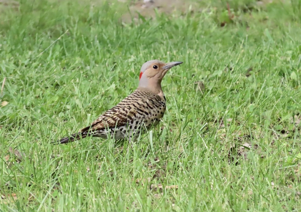 Northern Flicker - Emily Dunning