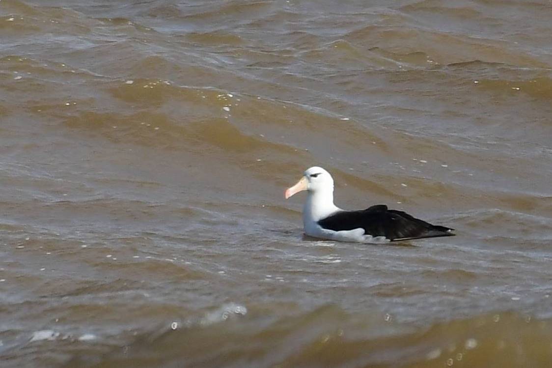 Albatros à sourcils noirs - ML619627100